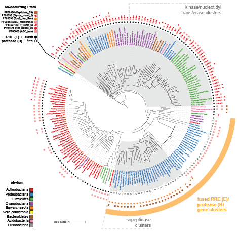 RODEO allows annotation of phylogenetic trees